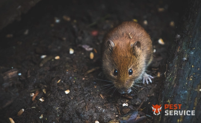 Дератизация в Тихвине