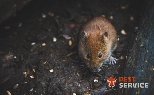 Дератизация в Тихвине